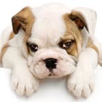 american bulldog pug