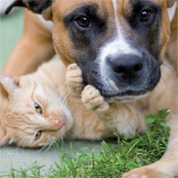 Animal Hospital