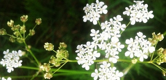 Norway Flowers