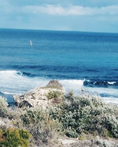 osprey_nest_rottnest