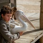storm boy reviews storm boy reviews